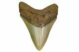 Serrated, Fossil Megalodon Tooth - North Carolina #164824-1